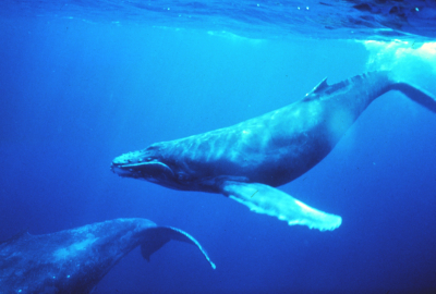 Une baleine. Mais que peut-elle bien venir faire ici ?