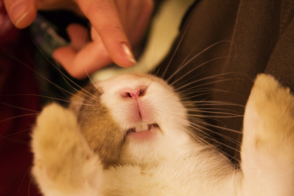 Ce lapin s'appelle Steve. Et comme toi, il en a marre que ses collègue lui fassent la blague avec le lapinou.