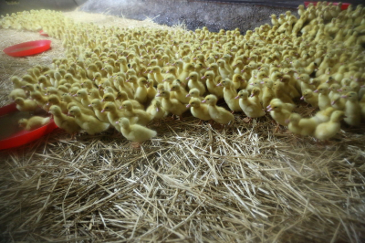 Tels des poussins entassés pendant trop longtemps, la contagion nous guette